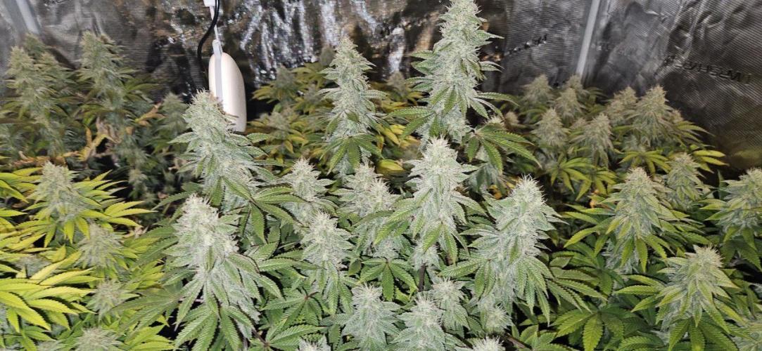 Let it Grow 🥦  My Blue Gelato 41. Week 14