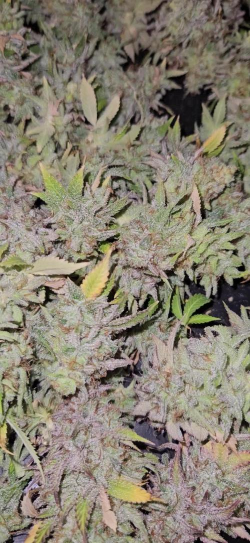 Let it Grow 🥦  My Blue Gelato 41