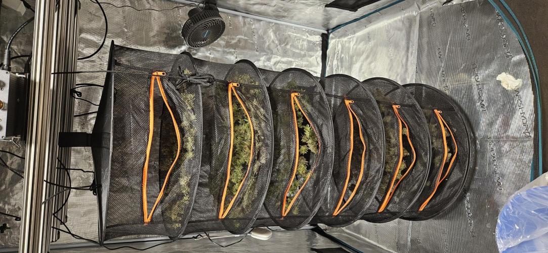 Let it Grow 🥦  My Blue Gelato 41. Week 16