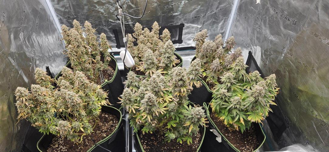 Let it Grow 🥦  My Blue Gelato 41. Week 16