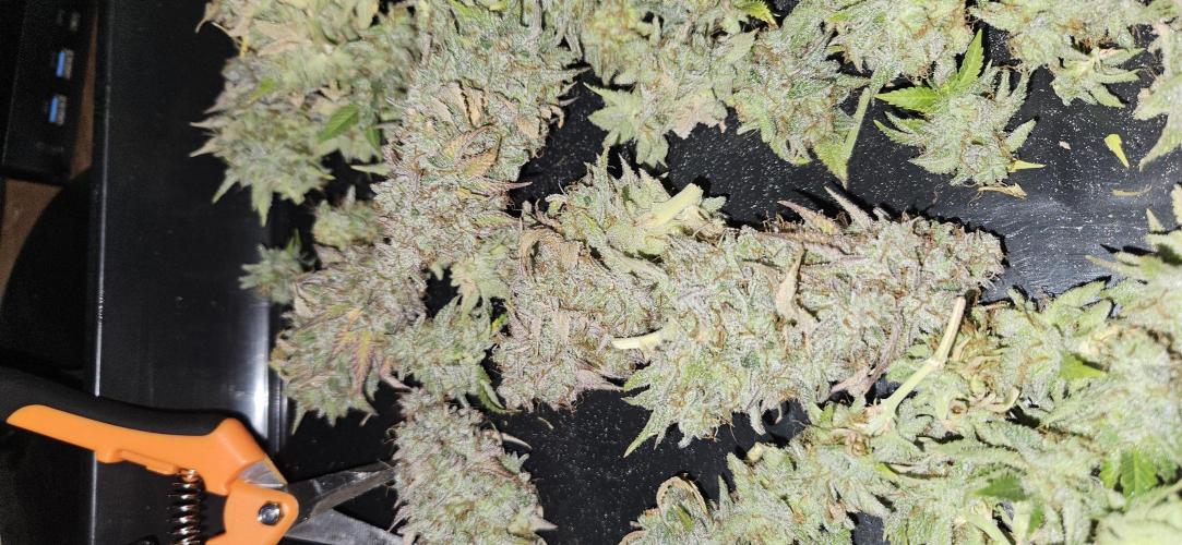 Let it Grow 🥦  My Blue Gelato 41. Week 16