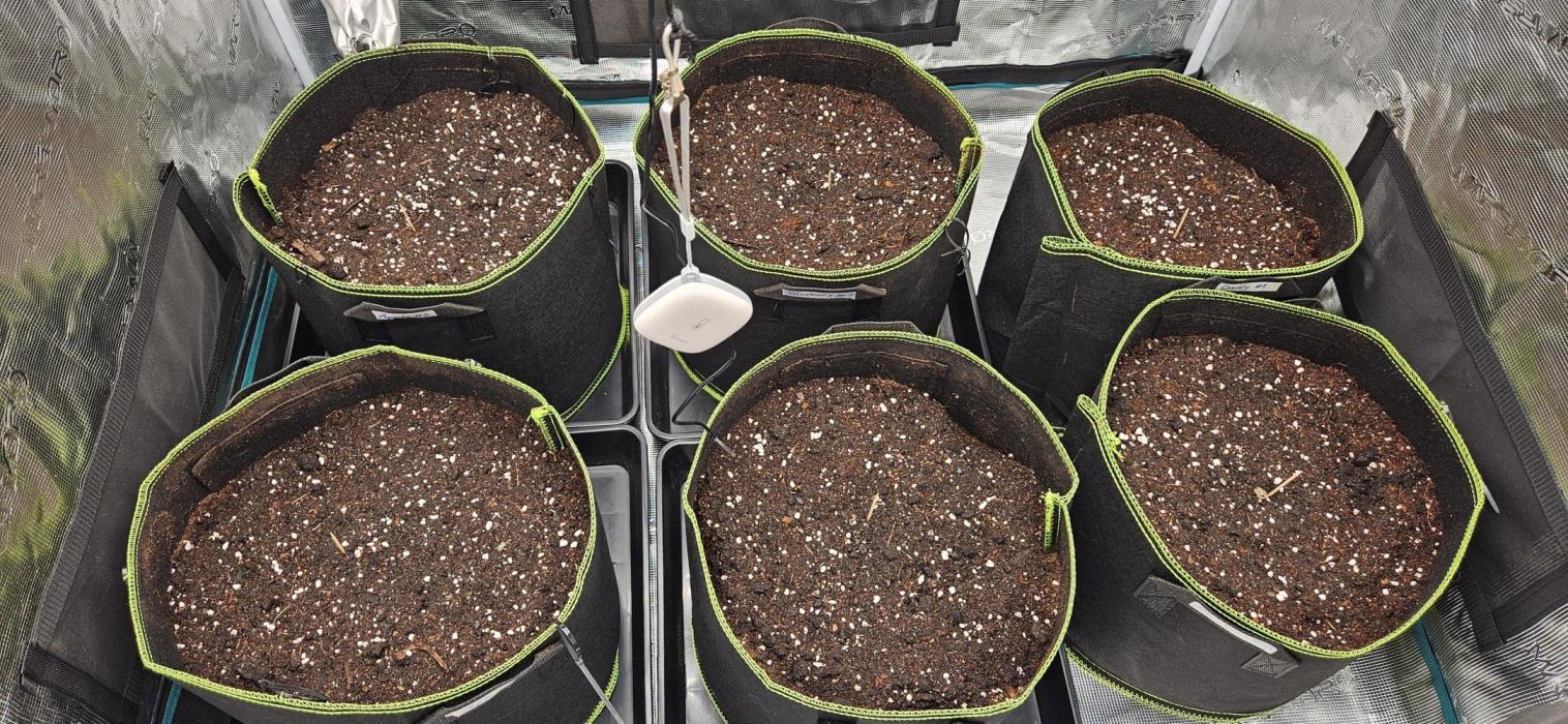 Lets get some awesome autoflowering. Week 0