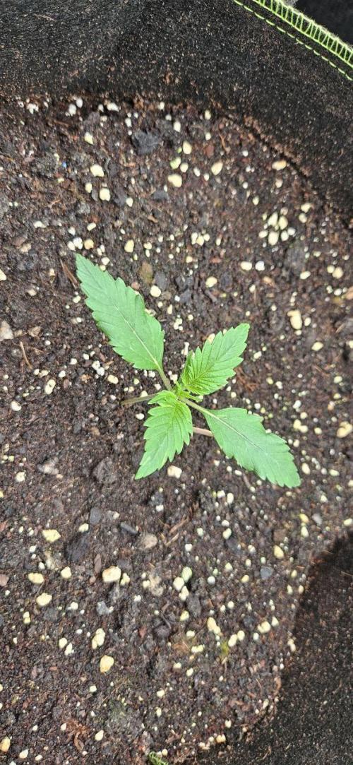 Lets get some awesome autoflowering. Week 1