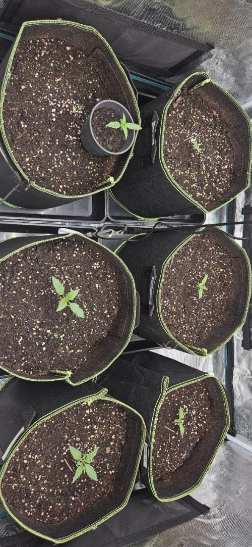 Lets get some awesome autoflowering. Week 1