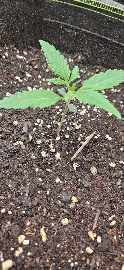 Lets get some awesome autoflowering. Week 1