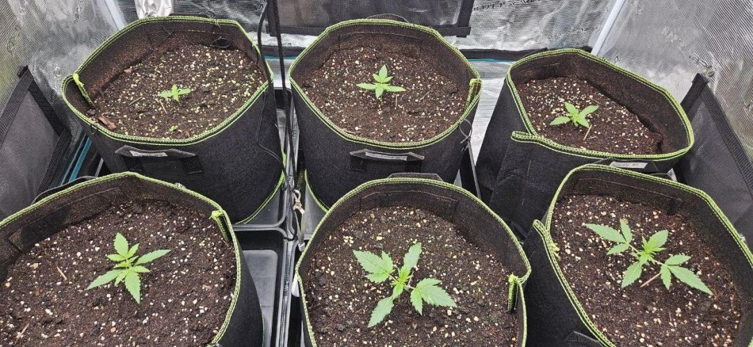 Lets get some awesome autoflowering. Week 2