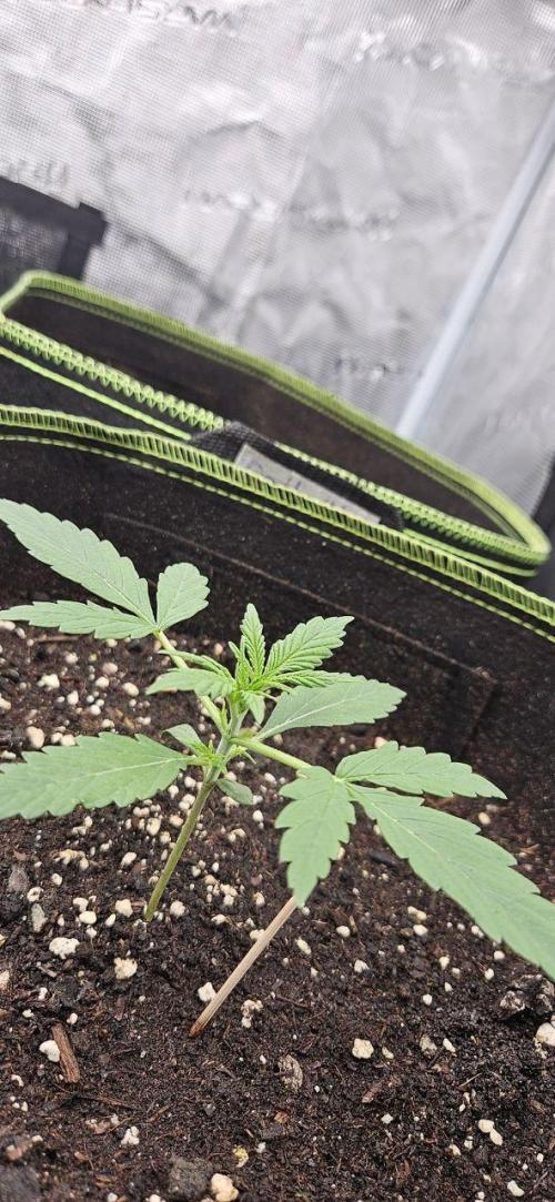 Lets get some awesome autoflowering. Week 2