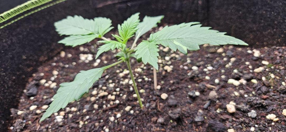 Lets get some awesome autoflowering. Week 2