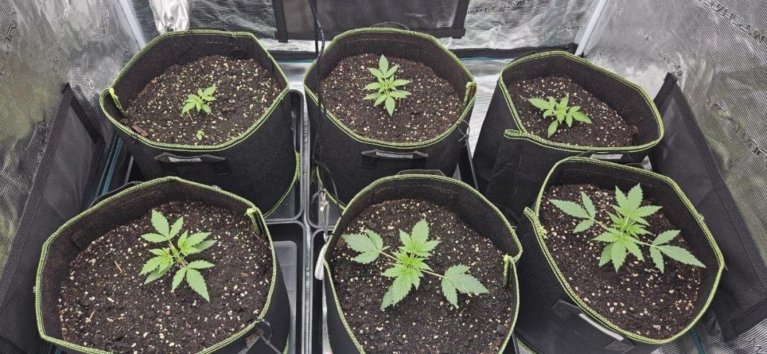 Lets get some awesome autoflowering. Week 2