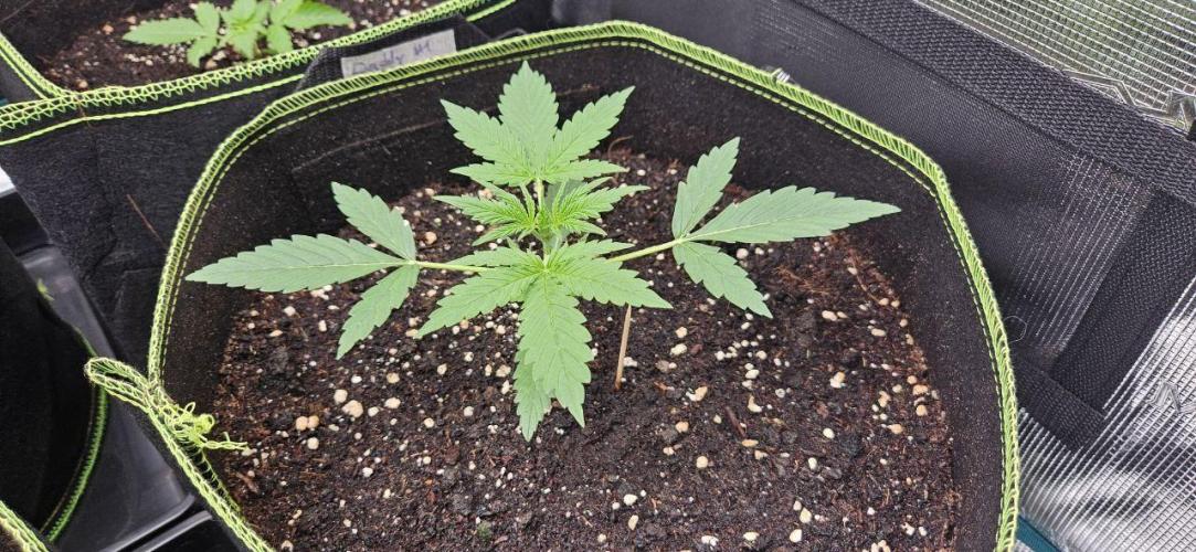 Lets get some awesome autoflowering. Week 2