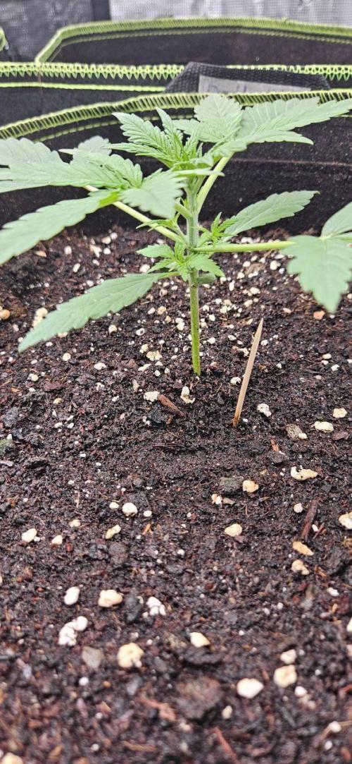 Lets get some awesome autoflowering. Week 2