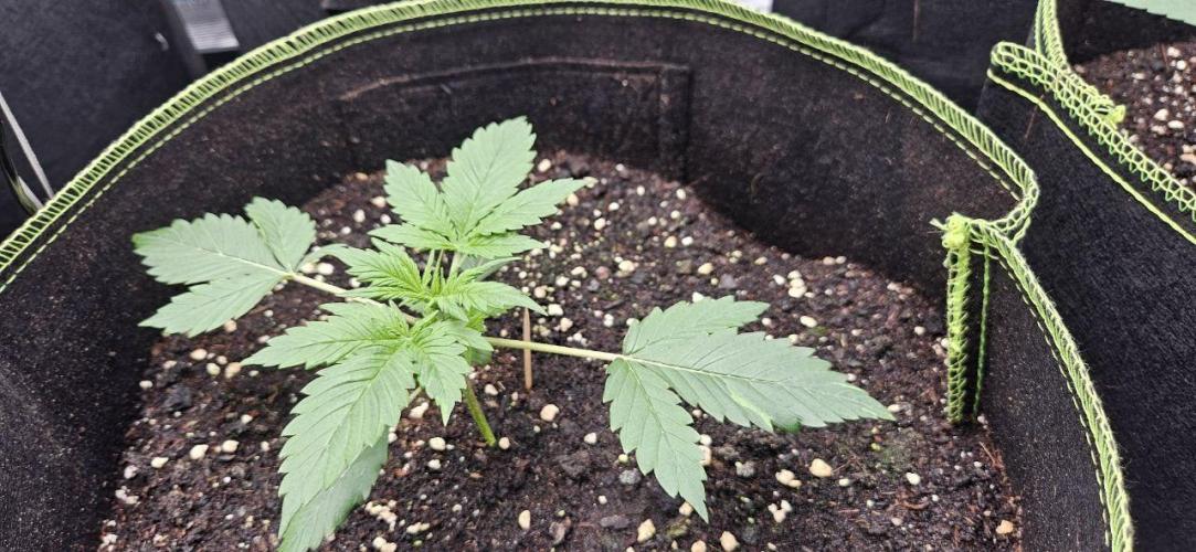 Lets get some awesome autoflowering. Week 2