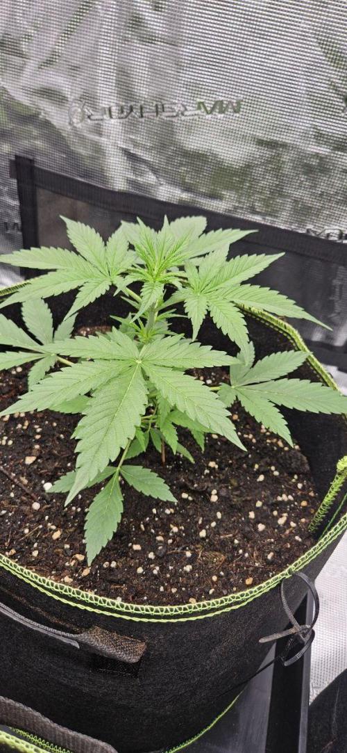 Lets get some awesome autoflowering. Week 3