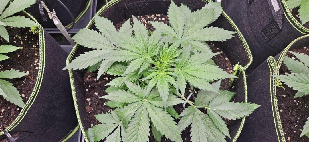 Lets get some awesome autoflowering. Week 3