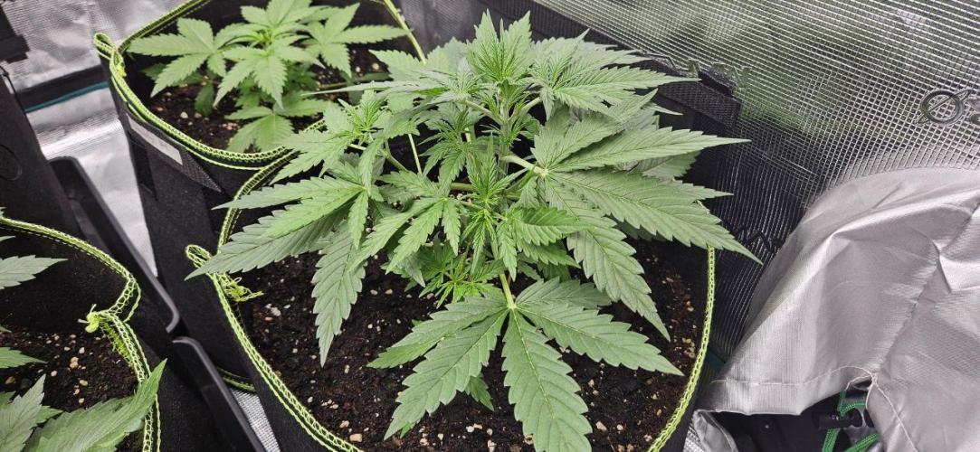 Lets get some awesome autoflowering. Week 3