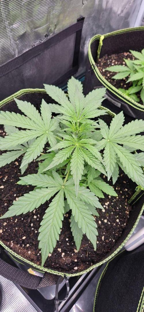 Lets get some awesome autoflowering. Week 3