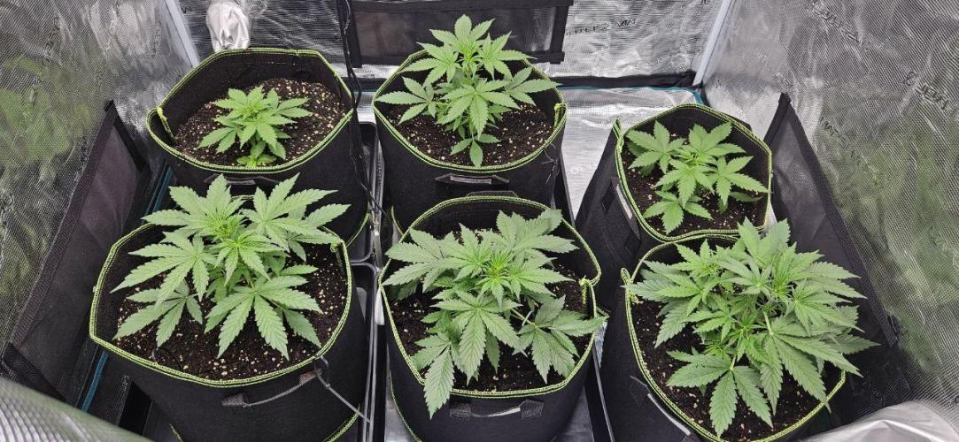 Lets get some awesome autoflowering. Week 3