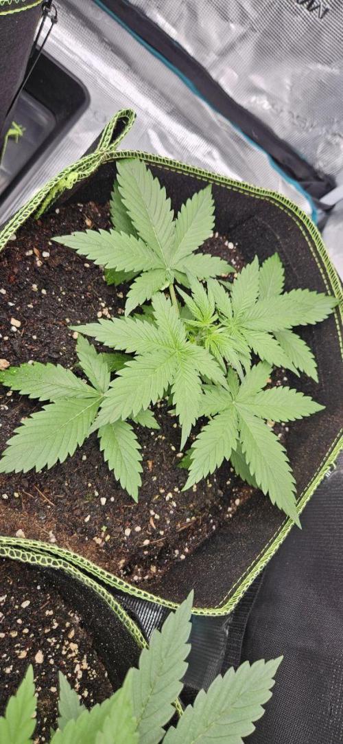 Lets get some awesome autoflowering. Week 3