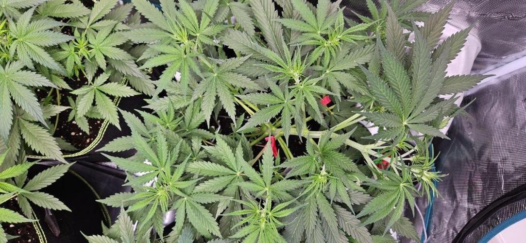 Lets get some awesome autoflowering. Week 4