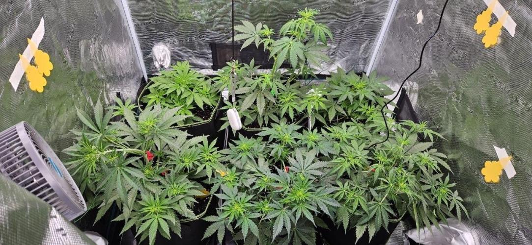 Lets get some awesome autoflowering. Week 4