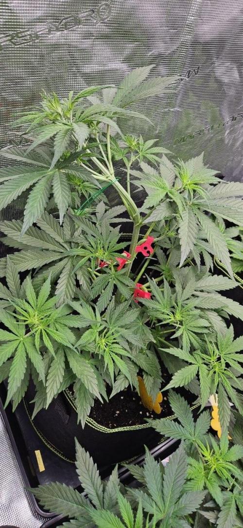 Lets get some awesome autoflowering. Week 4
