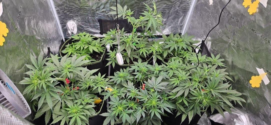 Lets get some awesome autoflowering. Week 4