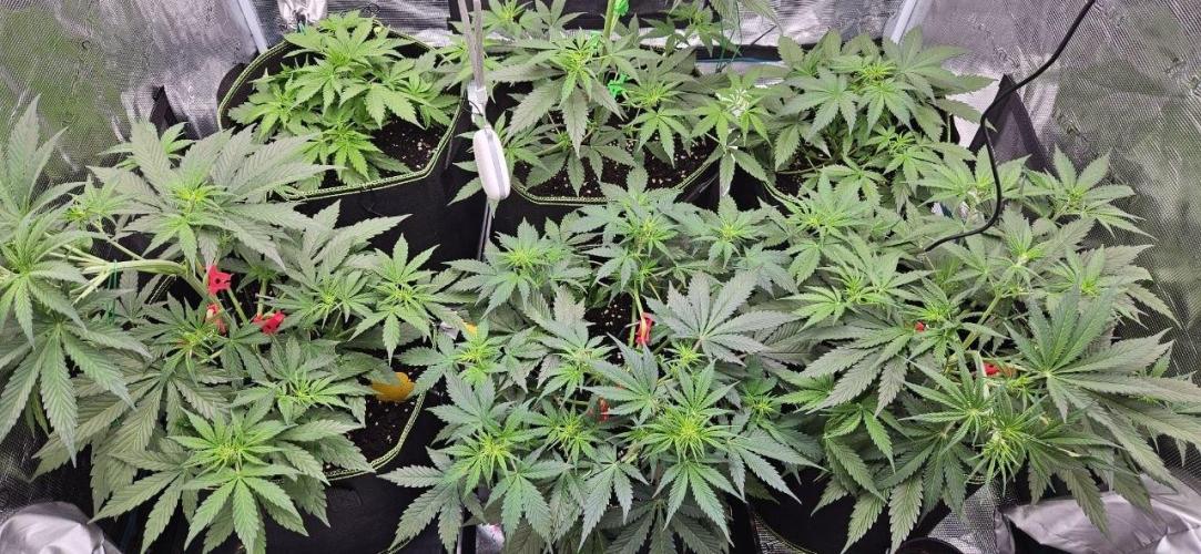 Lets get some awesome autoflowering. Week 4
