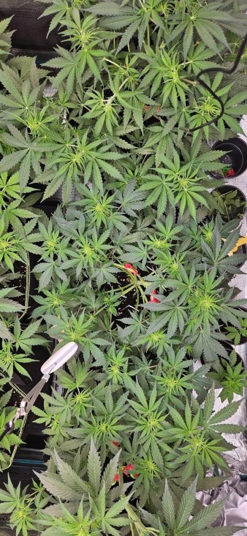 Lets get some awesome autoflowering. Week 4