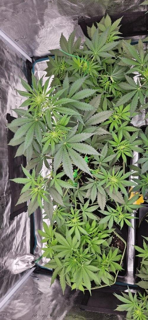 Lets get some awesome autoflowering. Week 4
