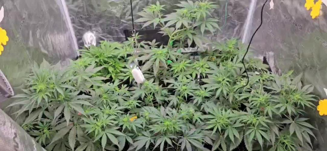 Lets get some awesome autoflowering