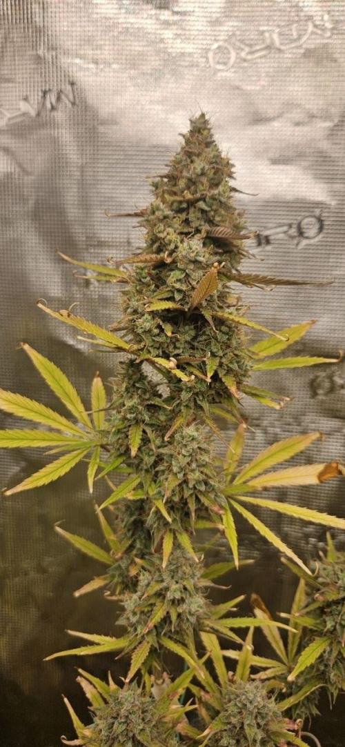 Lets get some awesome autoflowering. Week 10