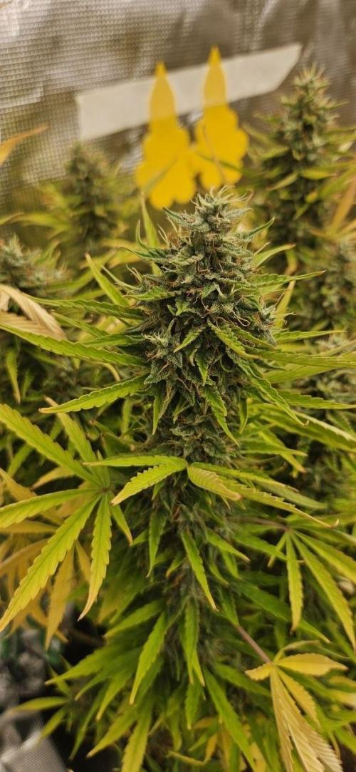 Lets get some awesome autoflowering. Week 10