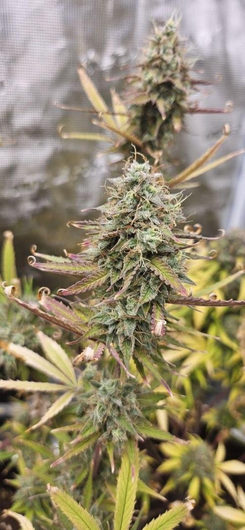 Lets get some awesome autoflowering. Week 10