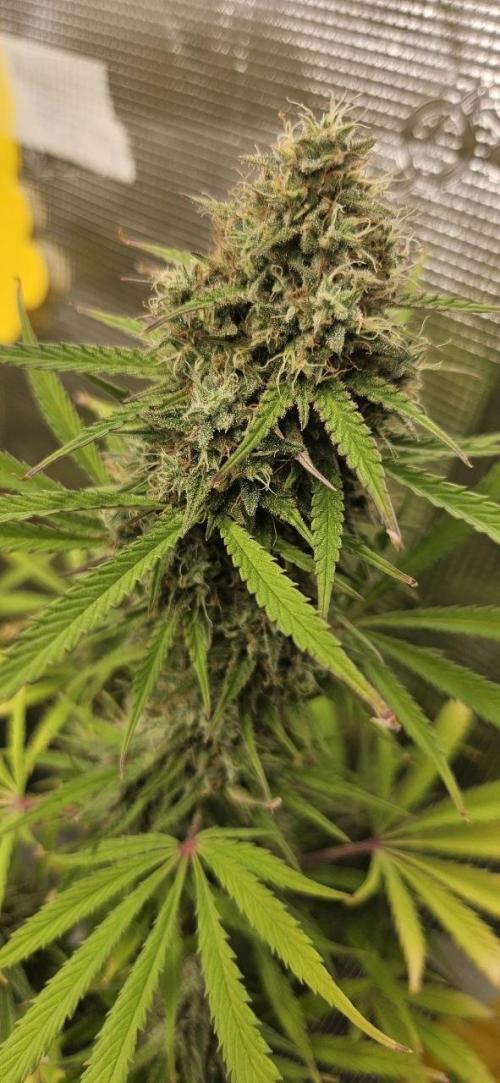 Lets get some awesome autoflowering. Week 10
