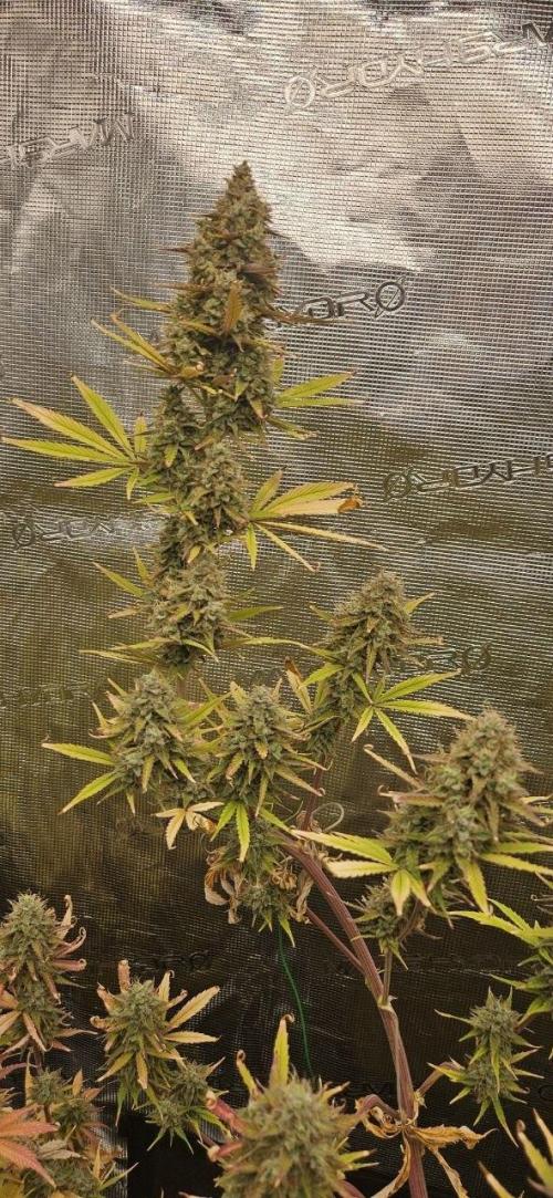 Lets get some awesome autoflowering. Week 10