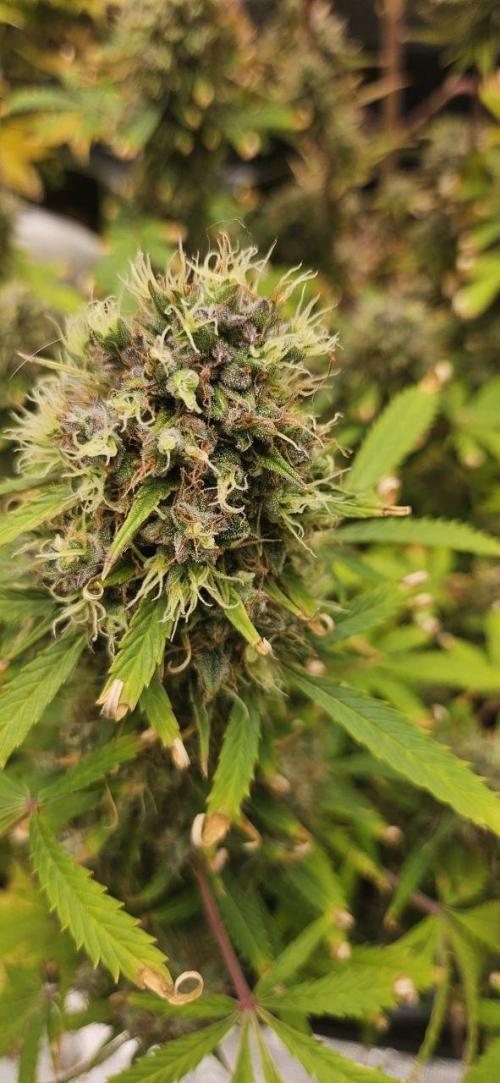 Lets get some awesome autoflowering. Week 10