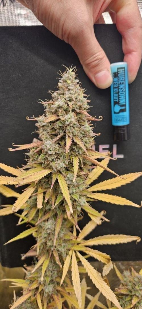 Lets get some awesome autoflowering. Week 10