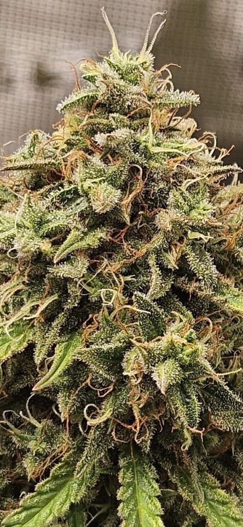 Lets get some awesome autoflowering. Week 13
