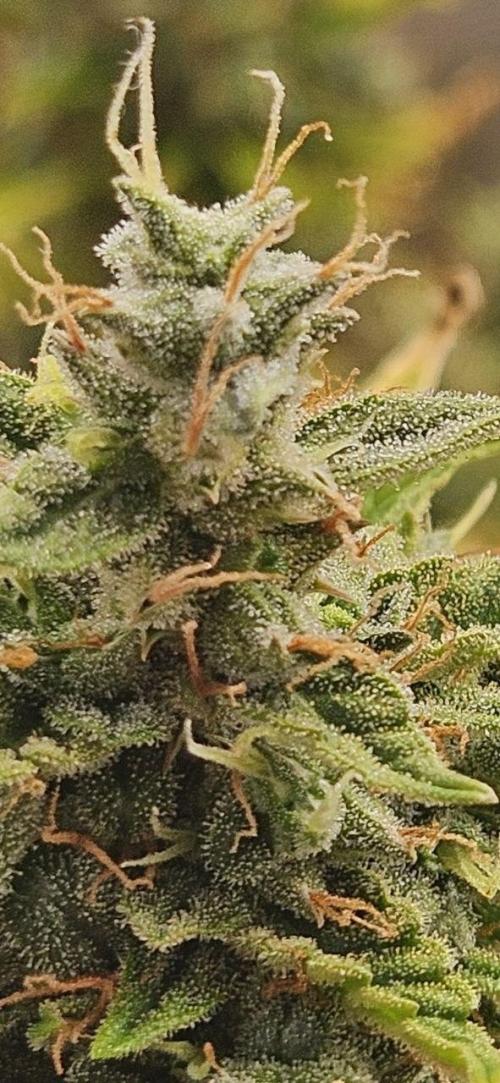 Lets get some awesome autoflowering. Week 13