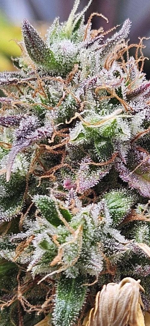 Lets get some awesome autoflowering. Week 13