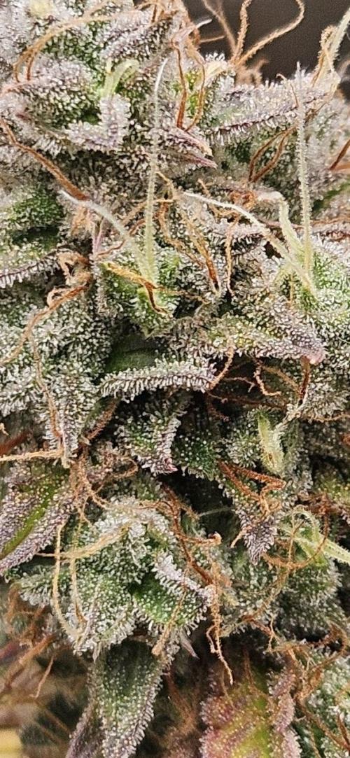 Lets get some awesome autoflowering. Week 13