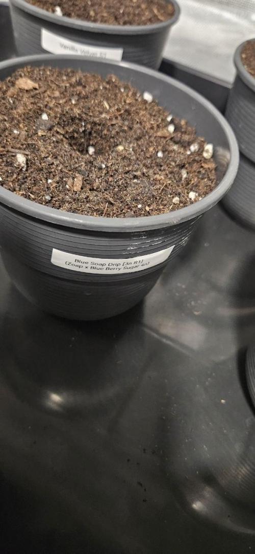 CopyCat Genetics Tryout 🤪. Week 0