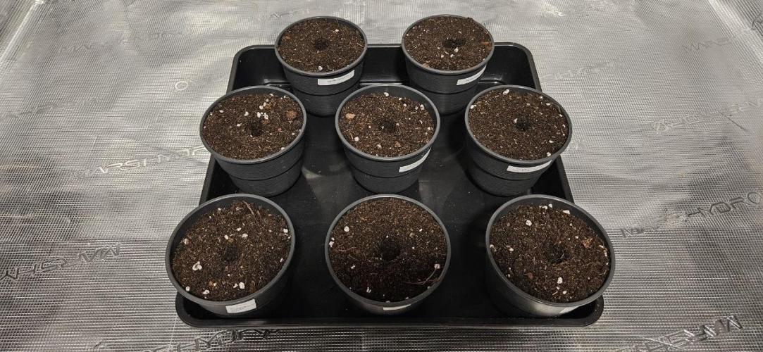 CopyCat Genetics Tryout 🤪. Week 0
