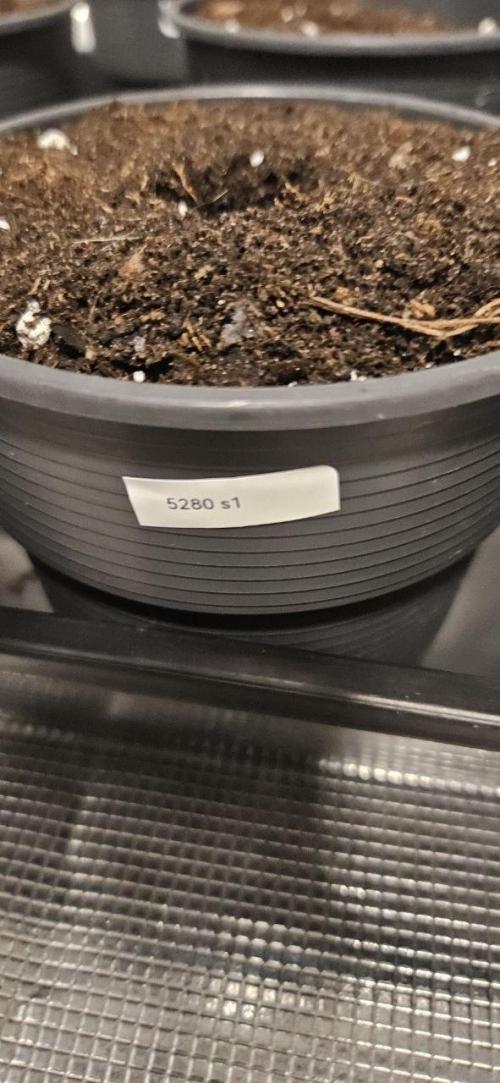 CopyCat Genetics Tryout 🤪. Week 0