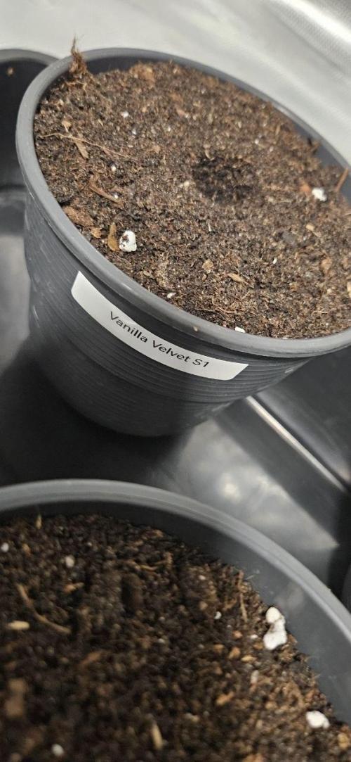 CopyCat Genetics Tryout 🤪. Week 0