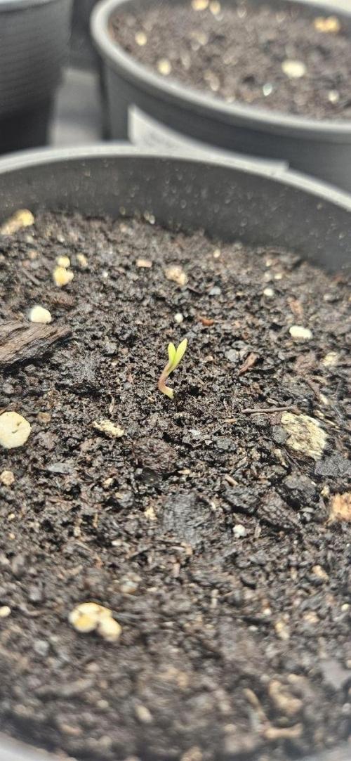 CopyCat Genetics Tryout 🤪. Week 0