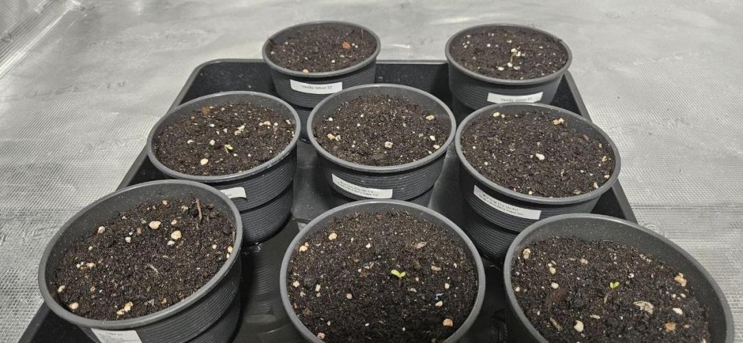 CopyCat Genetics Tryout 🤪. Week 0
