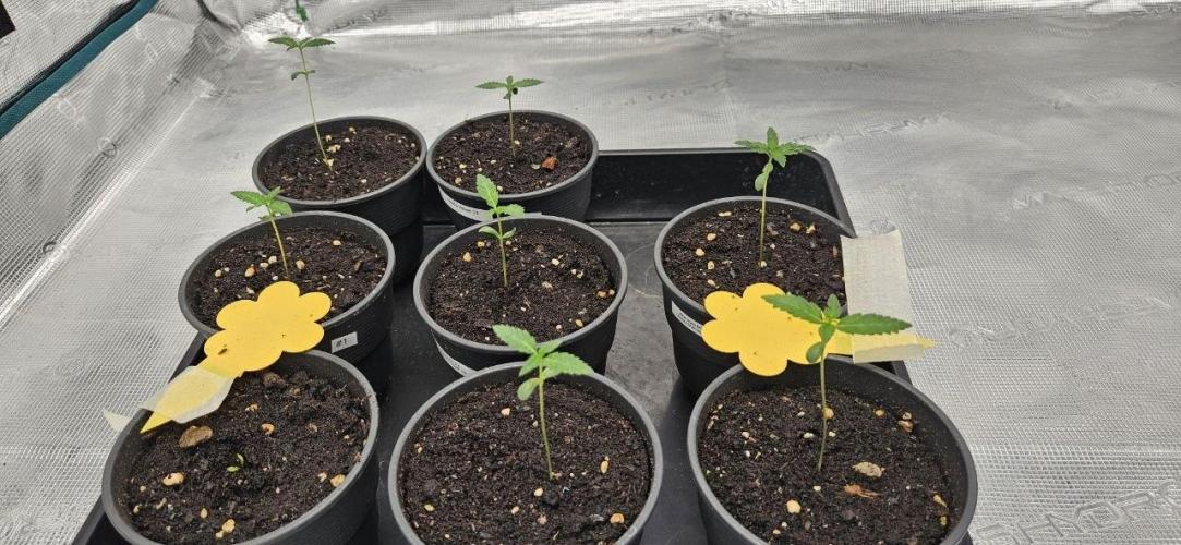 CopyCat Genetics Tryout 🤪. Week 1