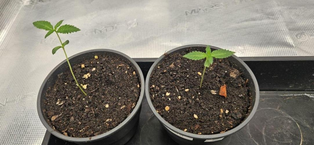 CopyCat Genetics Tryout 🤪. Week 1