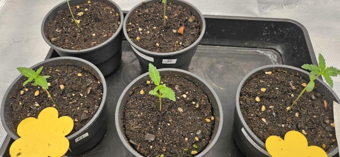 CopyCat Genetics Tryout 🤪. Week 1